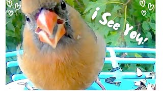 Birdcam Sunday: Feathered Friends Take on Nutty Nemesis