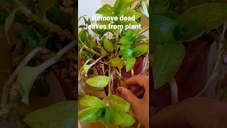 Give your plant new life#save your plant from damage#youtube shorts# dead leaves#shorts