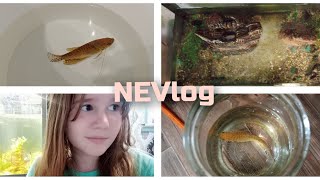 меняем воду у рыбок🐠NEVlog Sofstishkina02🌸