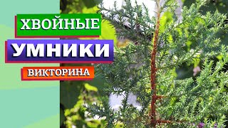 Хвойная викторина. Разомни мозги!