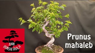 Pinzado pre bonsai de prunus mahaleb, cerezo de Santa Lucía, recuerdo de UBE #bonsai