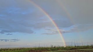 Thunderstorms and rainbows. The corn is Really starting to grow