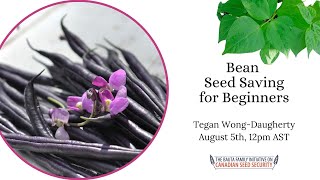 Bean Seed Saving for Beginners