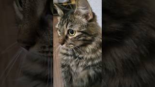 Freya gets a pet #cat #pets #fluffycat #cute