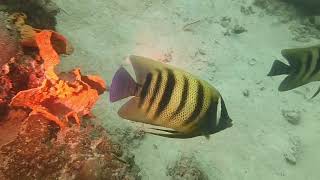 Fish   Sixbar angelfish 2