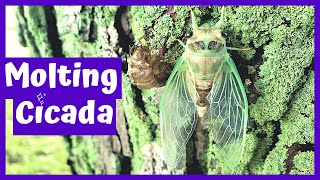 Molting Cicada and the Cicada Noise