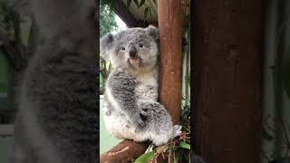 Koala Genit #shortvideo #yearofyou #shorts #koala