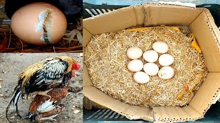 Mix video of all chickens laying eggs and chicks hatching