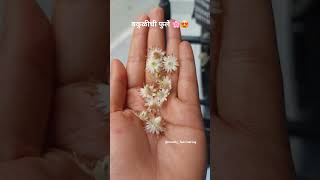 watch full video 👆👆 #bakul #flowers #bloom #shorts #viral #shortvideo #बकुळ