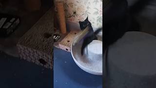 Talion's A Ninja Cat #blackcat #meme #funnycatvideos #cuteblackcat #goodboy