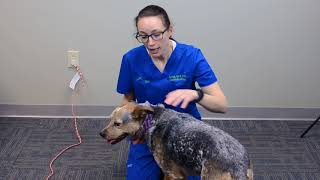 How to Give a Large Dog a Pill | IndyVet Emergency Vet