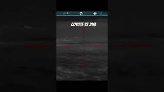 Thermal Coyote Hunting #20 #hunting #viral #shorts #guns