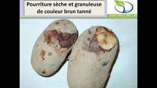 Phytophthora infestans potatoes crop,  Early Blight, Downy Mildew, Mildiou de la pomme de terre