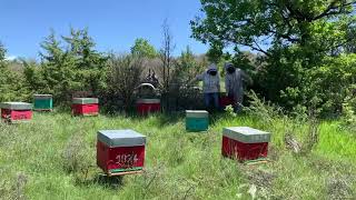 Les abeilles attendent pour sortir des ruches