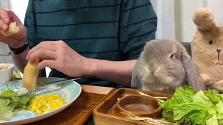 The Rabbit eat Salad