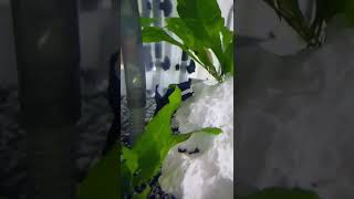 Fish Eating Then Getting Angry at Other Fish