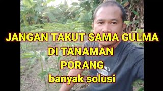 SOLUSI MENGATASI GULMA PADA TANAMAN PORANG