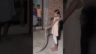 snake video with Rat snakes #snake_rescue_muzaffarpur #snake #nonvenomoussnake