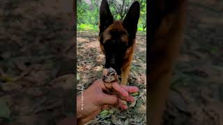 German shepherd with little bird #viral #trending #ytshorts #shorts