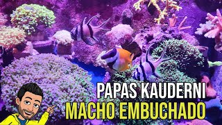 Crias Pterapogon Kauderni - Peces acuario marino