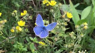 アドニスヒメシジミPolyommatus bellargus (Adonis Blue) 2024/06/26 Col de la Lombarde 1150m France