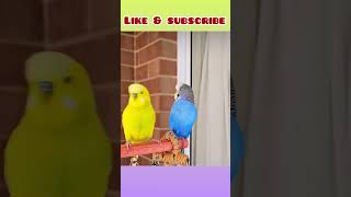 Budgies love teasing and chasing each other! #birds #viral #parrot #parakeet #shorts