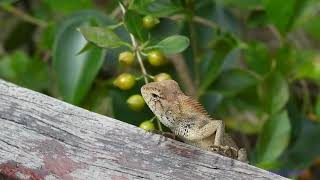 nature.240902501p08tt-calotes versicolor 變色樹蜥-A001C06