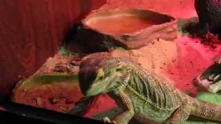 Очень вкусные червячки!  (Бородатая агама, Pogona vitticeps)