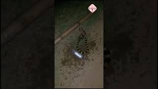 Snake King Cobra Rescue #snake #kingcobra #rescue #snakevideo #shortsfeed #shortsvideo #shorts