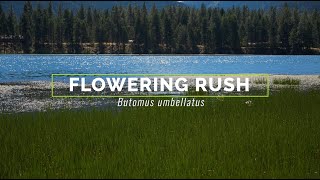 Flowering Rush