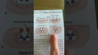 PhysiologY quiz #39 Review MED Textbooks | StudyThis!