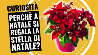 Curiosità Perché a Natale si regala la Stella di Natale?