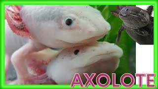 🐠 AXOLOTE 🪸Mágico y su estilo de vida