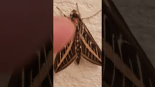 moth