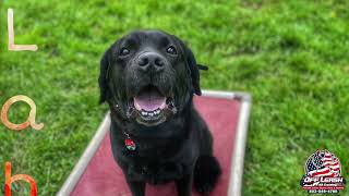 Bogey | 5 Year Old Lab | Best Trained Dogs of OR | Portland OffLeash K9 Training