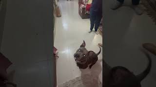 Baahu cute video♥️|#americanbully #doglover