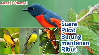 Suara Pikat Burung Mantenan ribut