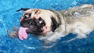 Funniest and Cutest Pug Dog Videos Compilation 2020 [Funny Pets]