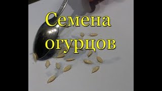 Семена огурцов