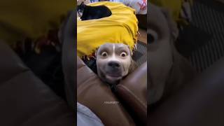 Funny Animals 2024 😂 - Funniest Cats and Dogs video 🐱 🐶 #shorts