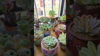 Satisfying Succulent Diy #19