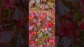 Climbing Elegance: The Beauty of Boston Ivy on House Walls