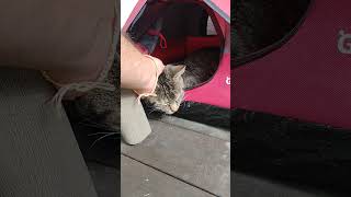 Tent city kitty #cat #camping #tent