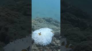 Finding a Nemo🐡 #nemo #thailand #krabi #scubadiving #aquatic #aquaticcreatures #shorts #youtube