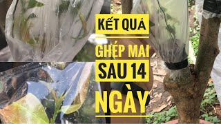 Cây Mai phôi trồng ghép liền giờ ra sao? Ghép sao để thành công | Ba Ford