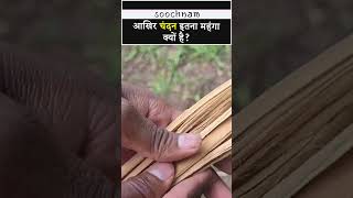 चंदन इतना महंगा क्यों है? | Why sandalwood Is Expensive? || Soochnam #shorts #viral