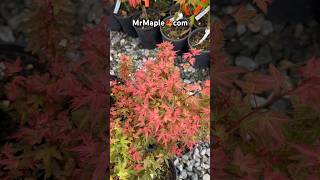 Acer palmatum 'Otaha' Dwarf Pink Japanese Maple! Shop MrMaple.com for great Trees! #japanesemaple