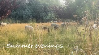 Some stacker upkeep and summer evenings vlog 612