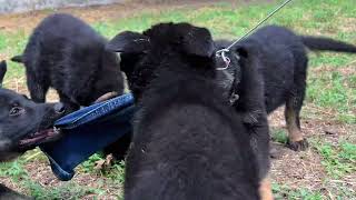 Щенки немецкой овчарки рабочая линия , возраст щенков 76 дней. German shepherd puppy.