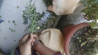 pathanu eating harbara (green chickpeas)